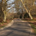Bolderwood Arboretum Ornamental Drive