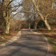 Bolderwood Arboretum Ornamental Drive