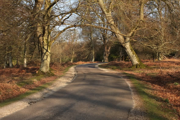 Bolderwood Arboretum Ornamental Drive