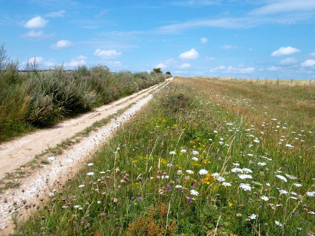 Wild flowers by the Ridgeway Trail above East Ilsley