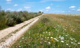 Wild flowers by the Ridgeway Trail above East Ilsley