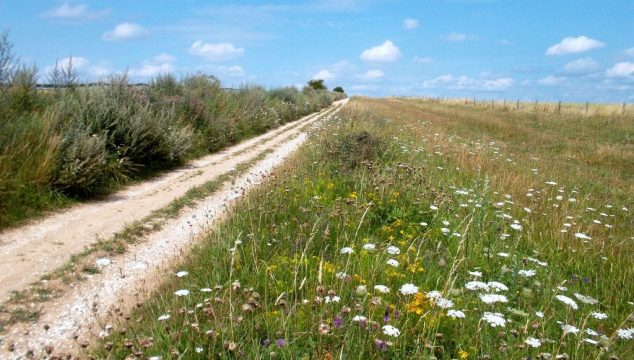 Wild flowers by the Ridgeway Trail above East Ilsley